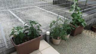 保護中: 植物を植えました！