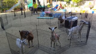 保護中: 移動動物園に行きました。