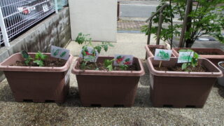 保護中: 植物をうえました！
